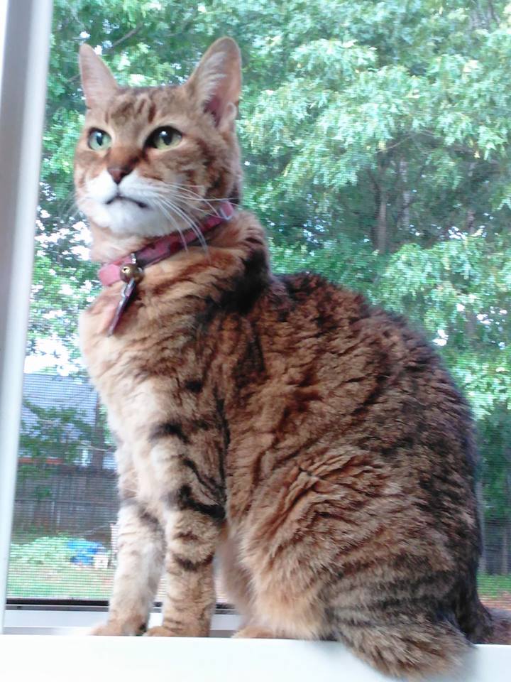 Estrellita Pet Angel Memorial Center