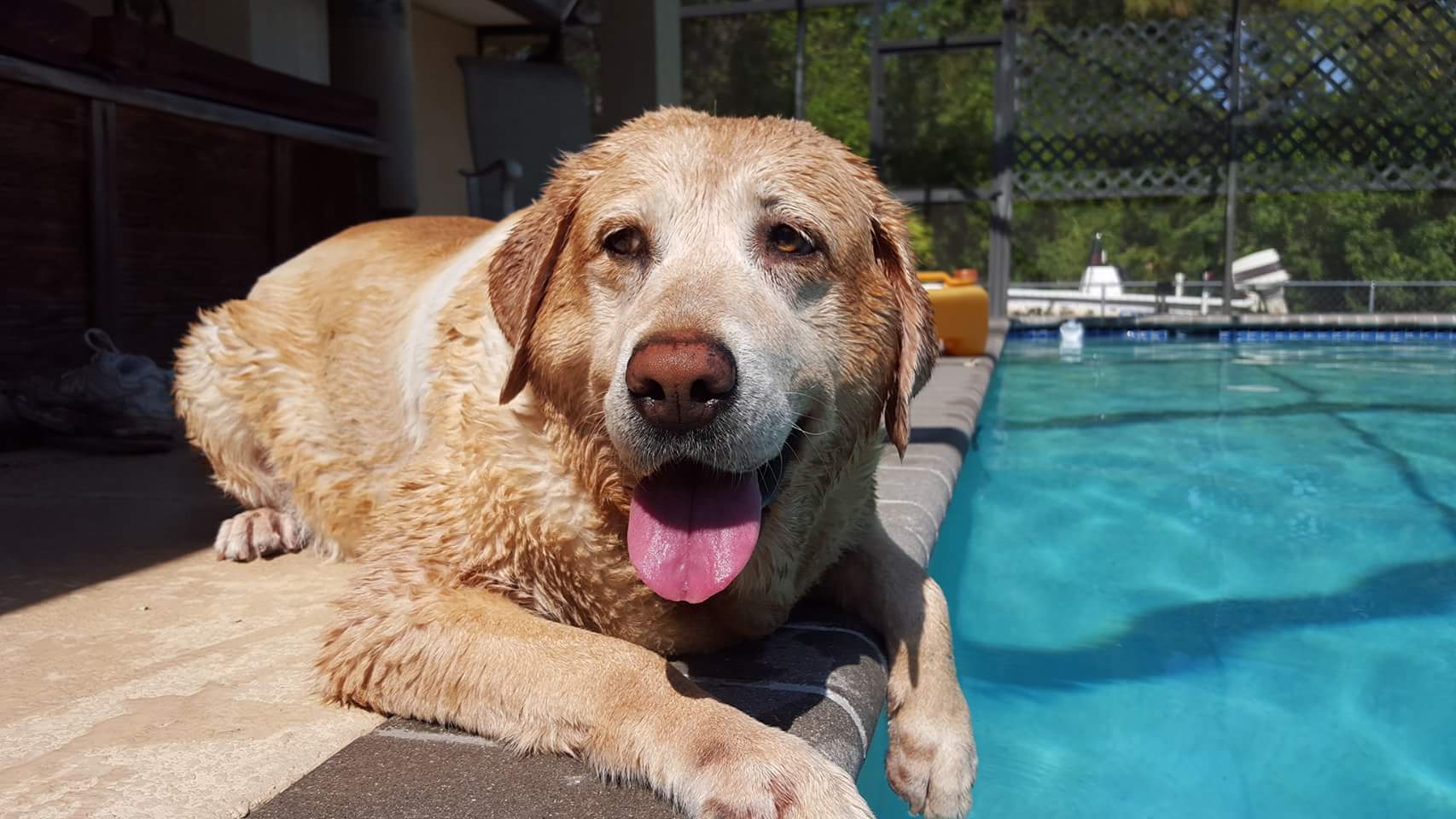 Ginny Pet Angel Memorial Center