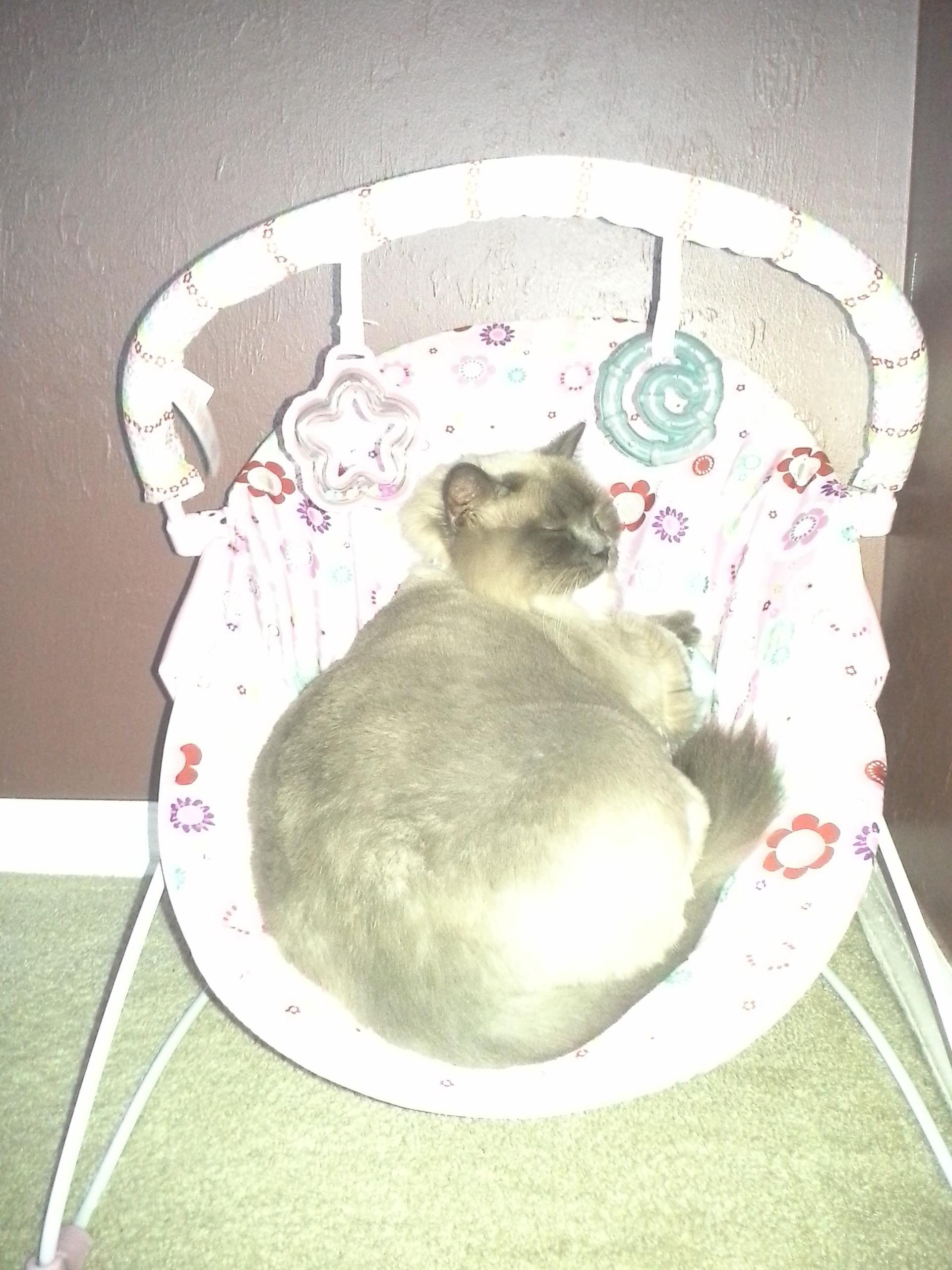 kitty and lulu Pet Angel Memorial Center