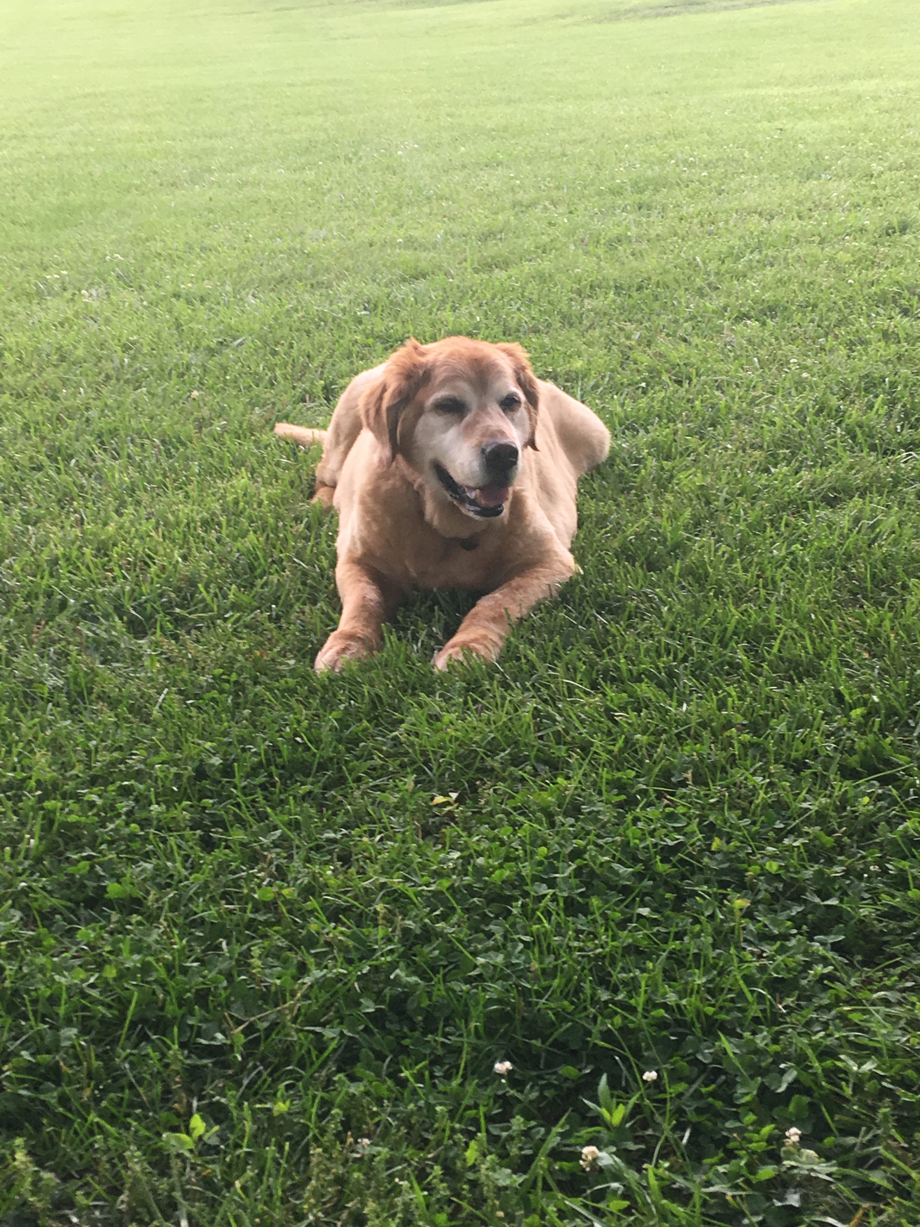 Sam Pet Angel Memorial Center