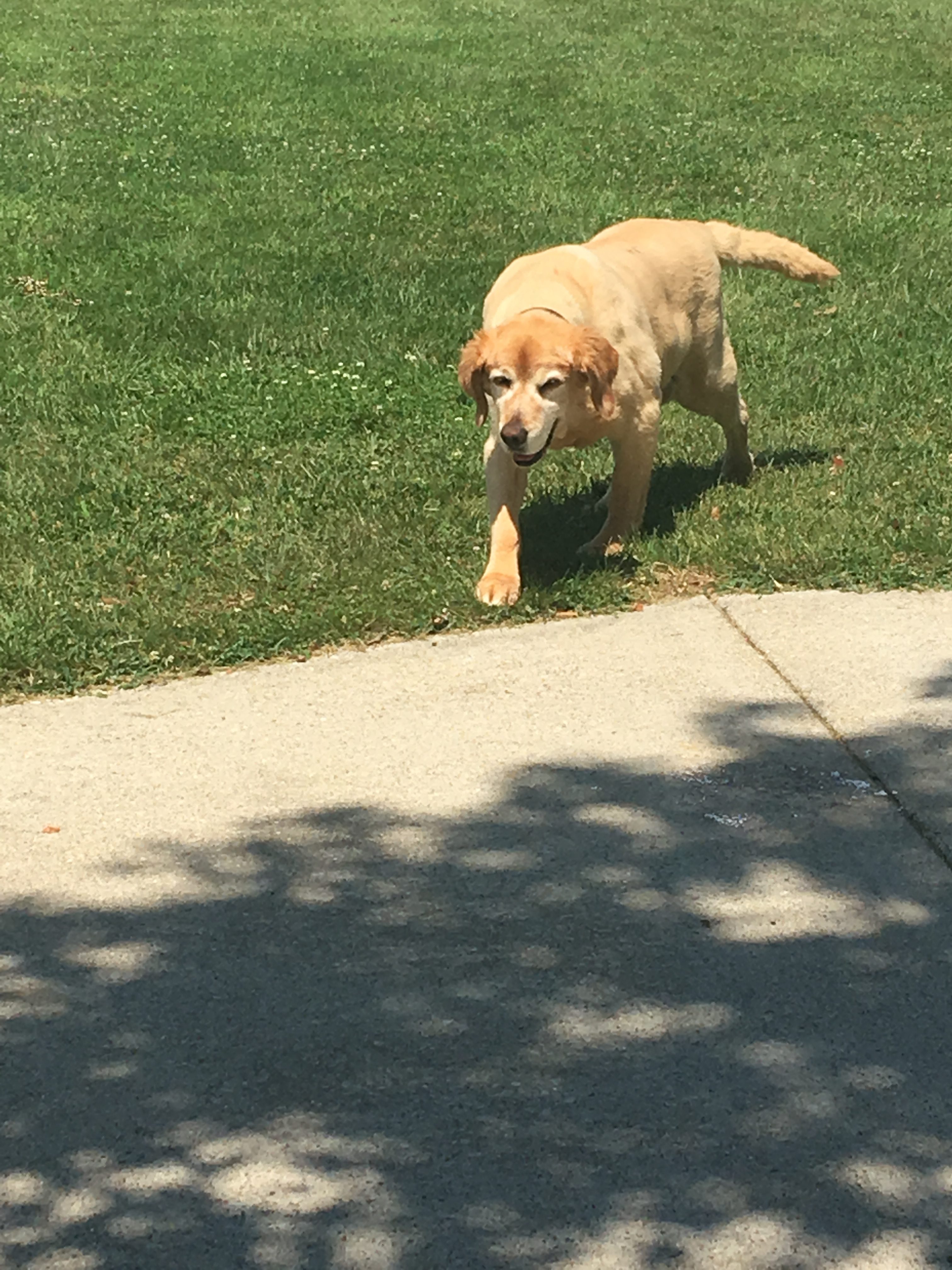 Sam Pet Angel Memorial Center