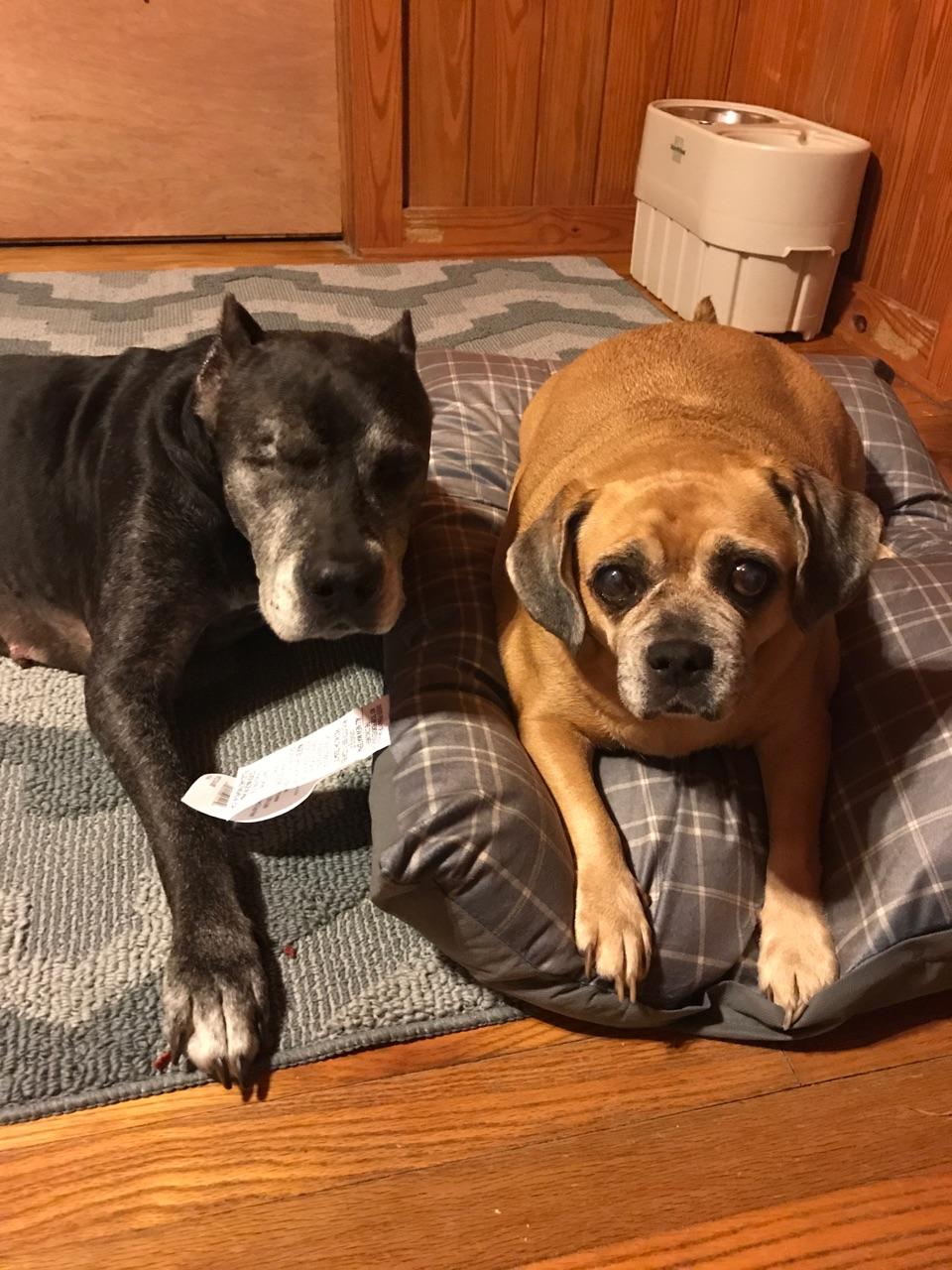 Holly Lynn Pet Angel Memorial Center