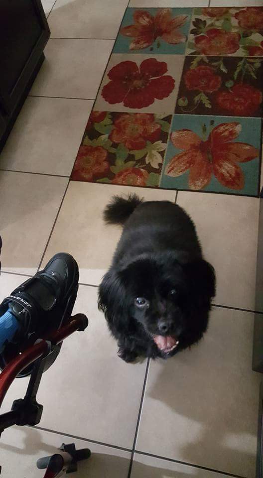 Lady morales Pet Angel Memorial Center