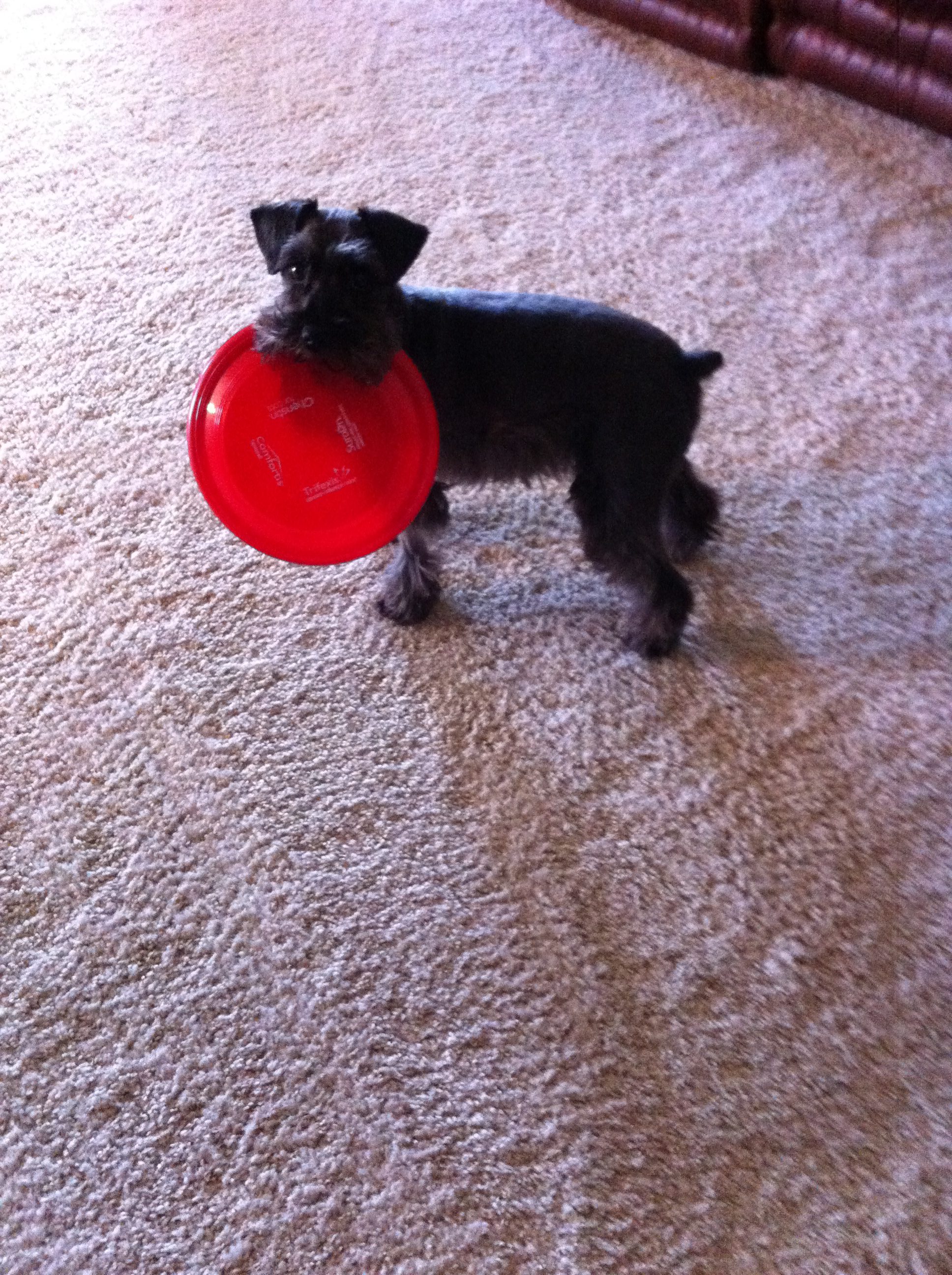 Frazier's Murphy Girl Pet Angel Memorial Center