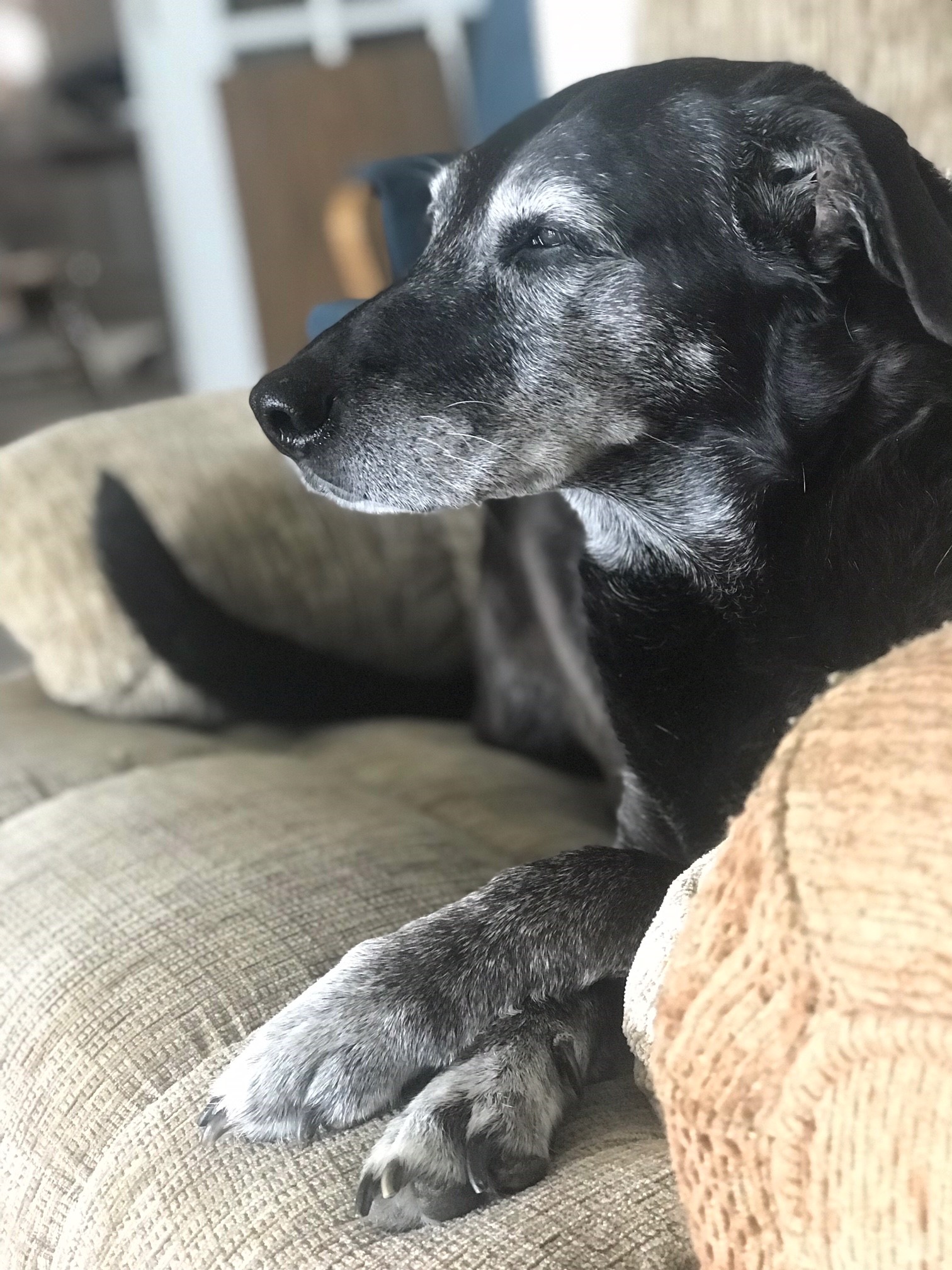 PEPPER “ PUP” Pet Angel Memorial Center