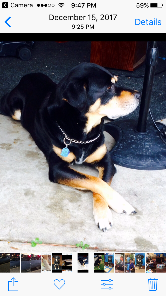 Little Guy Pet Angel Memorial Center