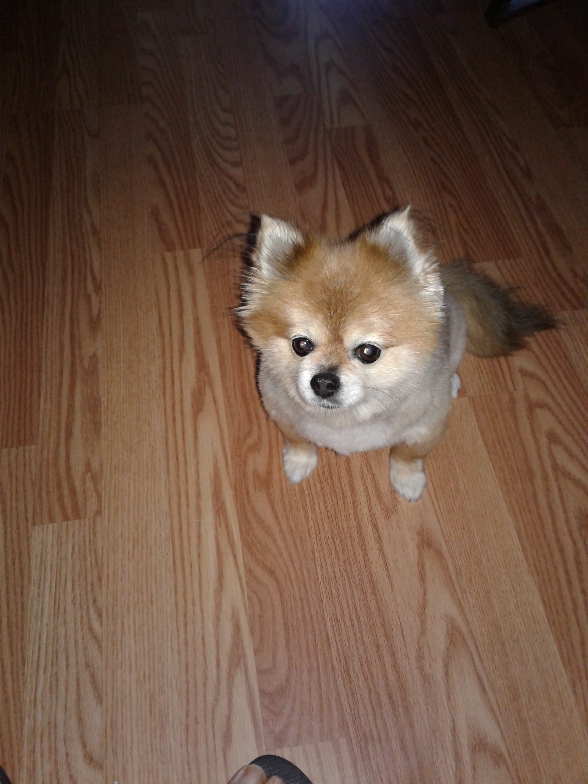 Gigi Pet Angel Memorial Center