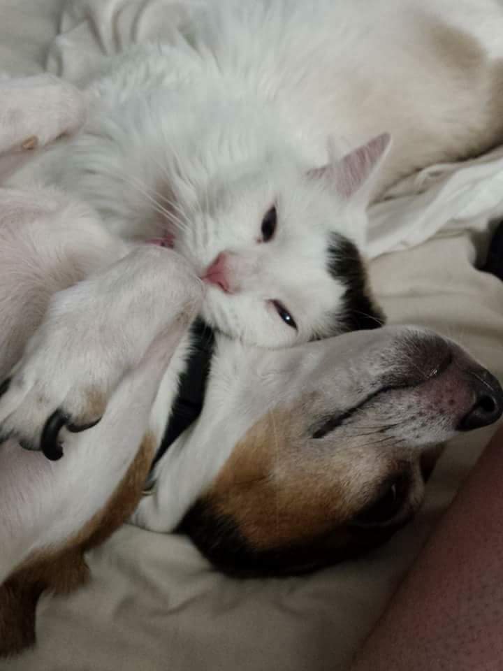 Dot Pet Angel Memorial Center