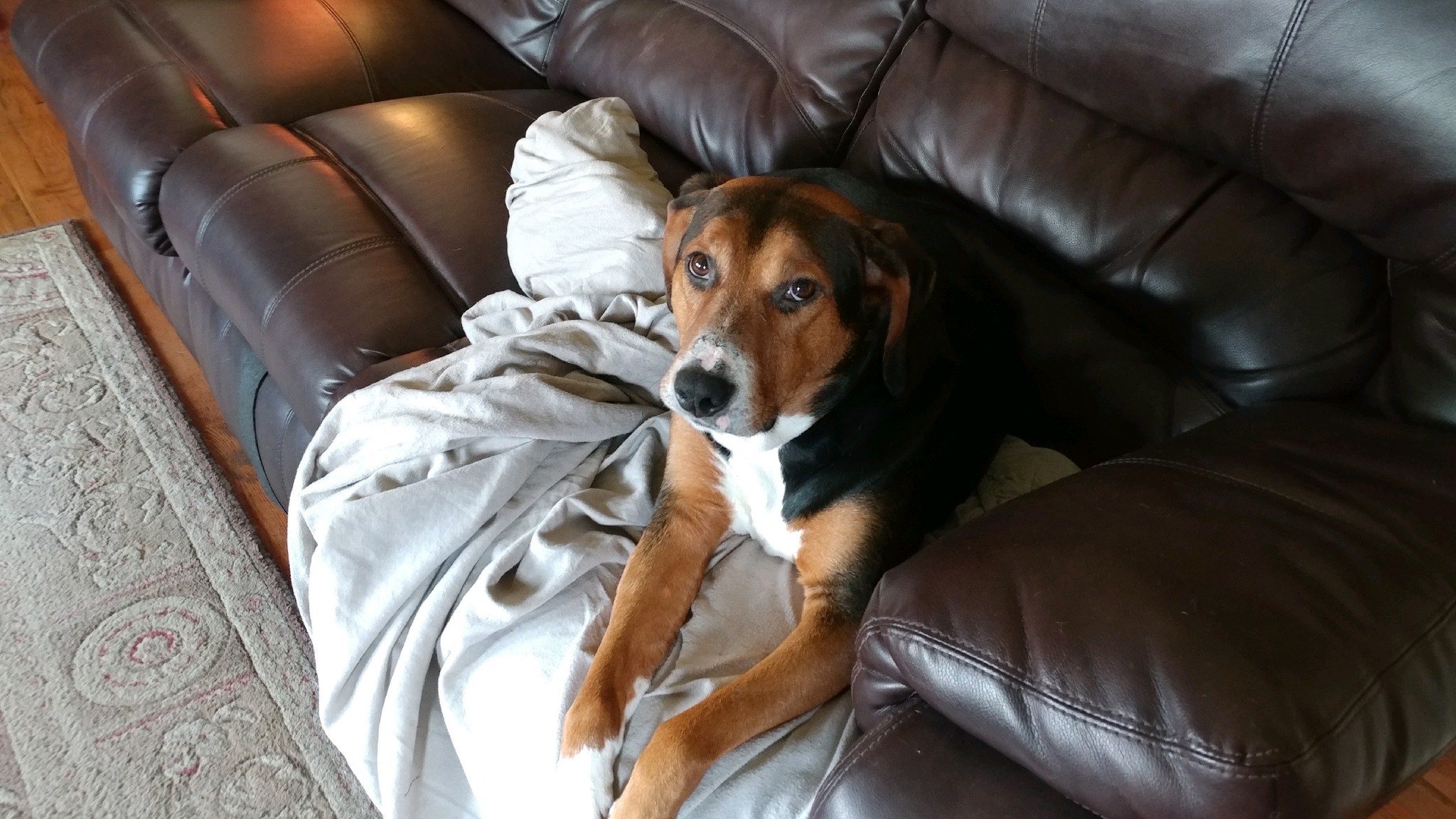 roscoe Pet Angel Memorial Center