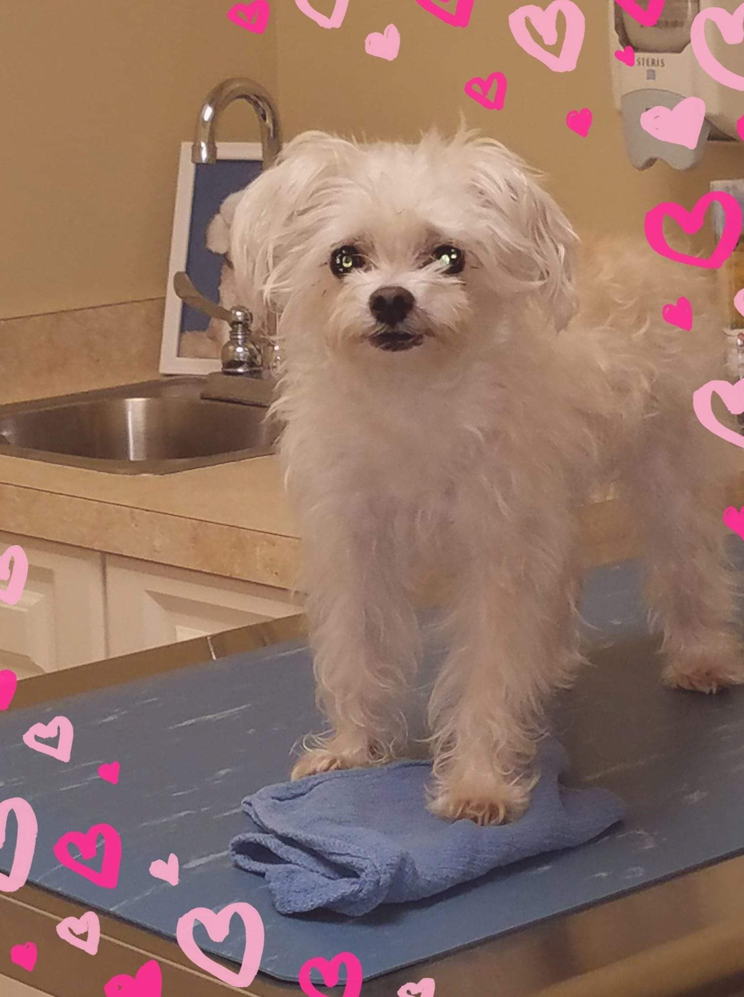 Belle Pet Angel Memorial Center