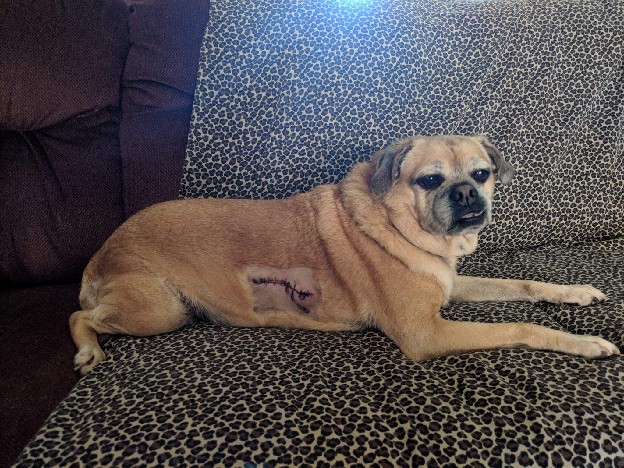 Cheska Pet Angel Memorial Center