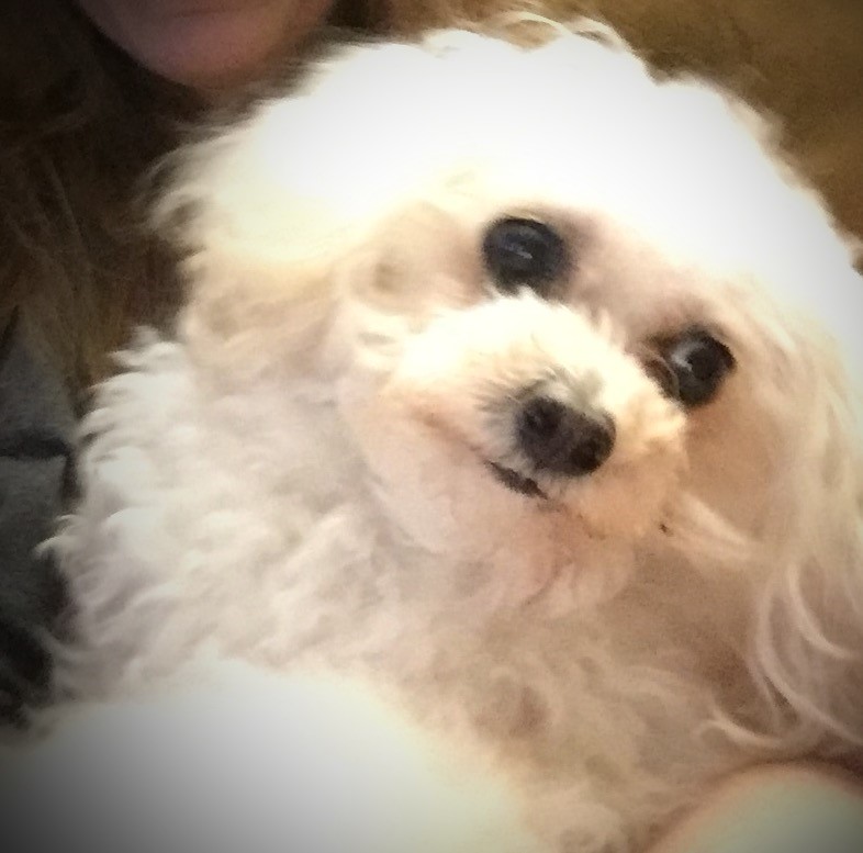 Rosie Jo Pet Angel Memorial Center