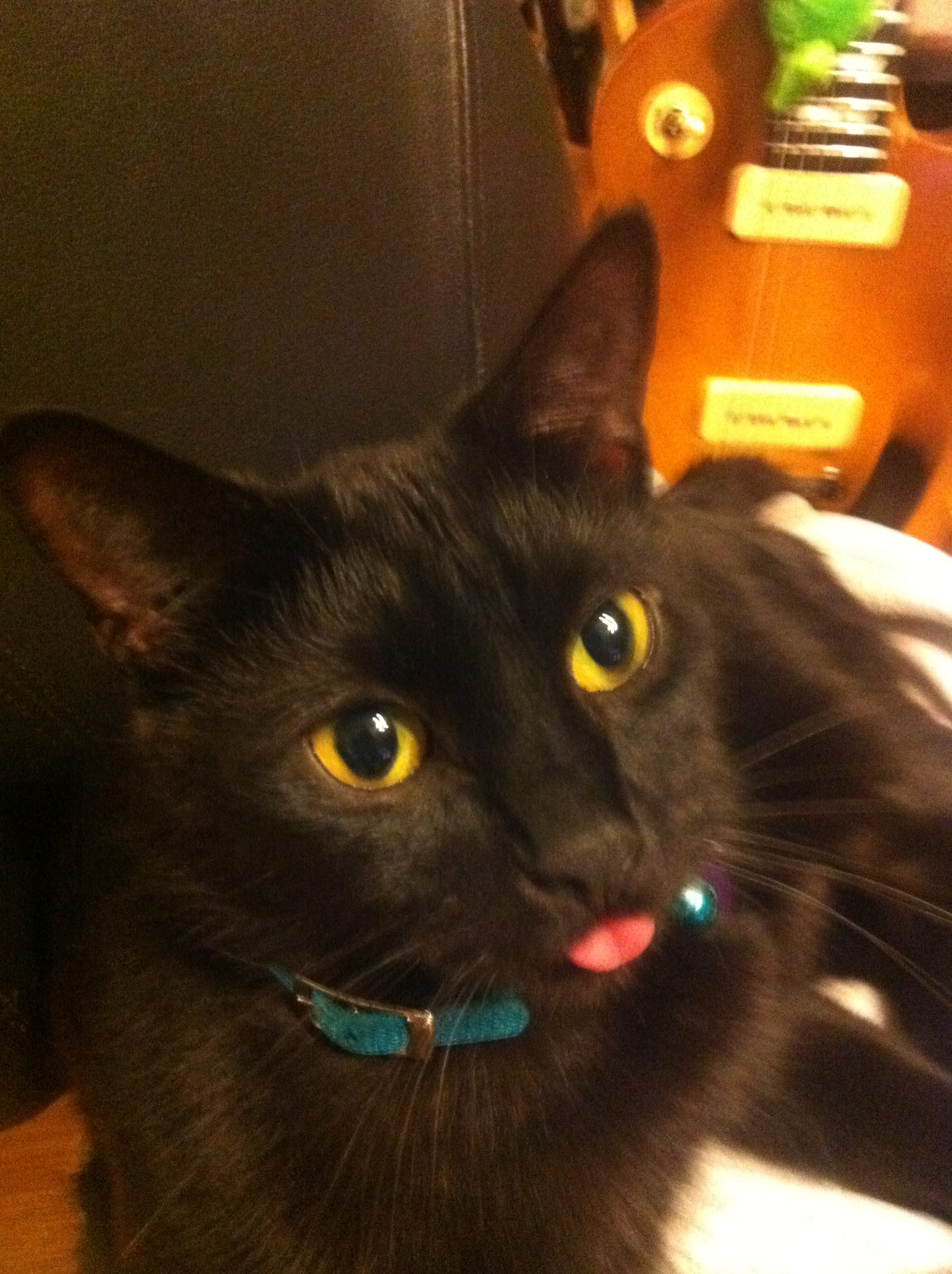 bane Pet Angel Memorial Center