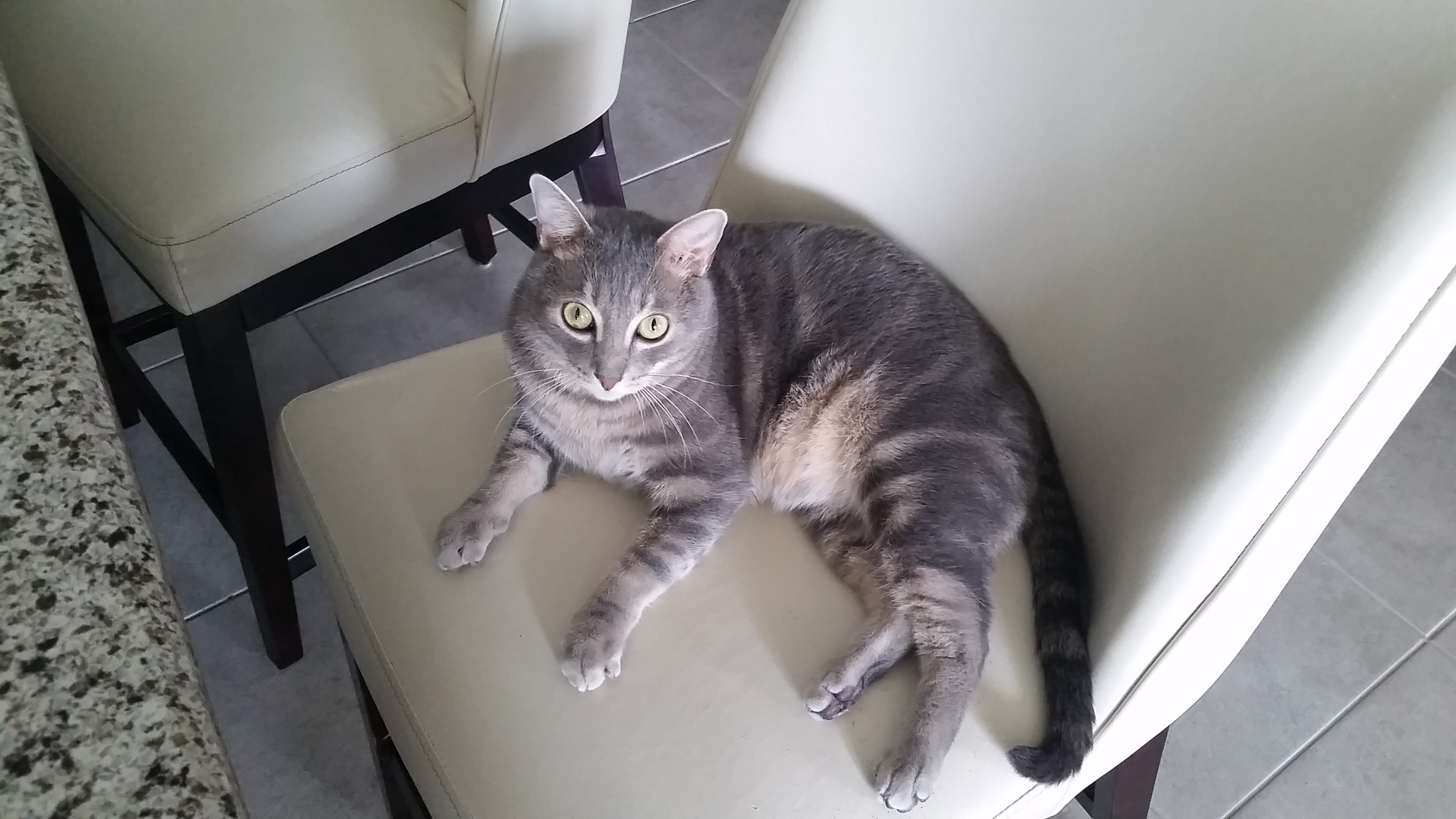 shelby chow Pet Angel Memorial Center