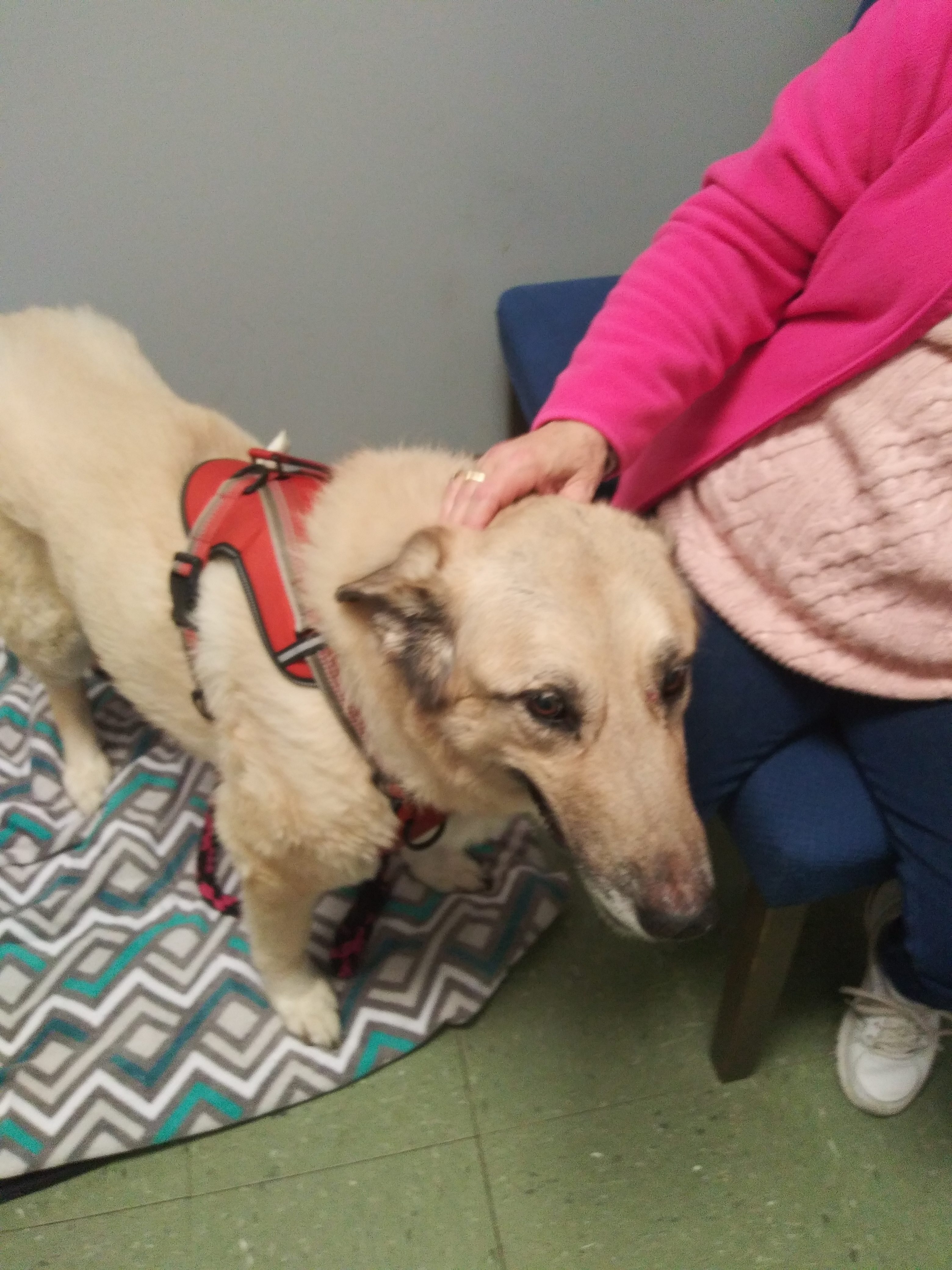 Anna Pet Angel Memorial Center