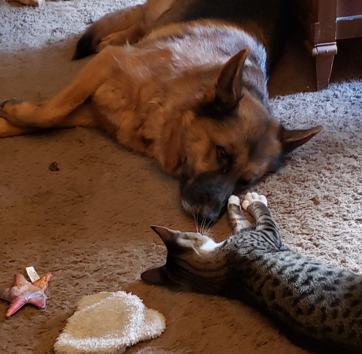 Grace Pet Angel Memorial Center