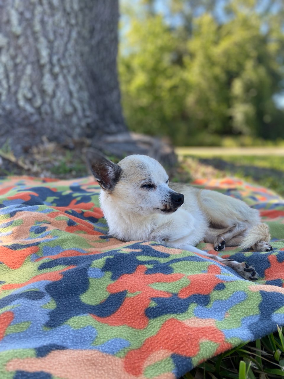 Fabio Luigi Pet Angel Memorial Center