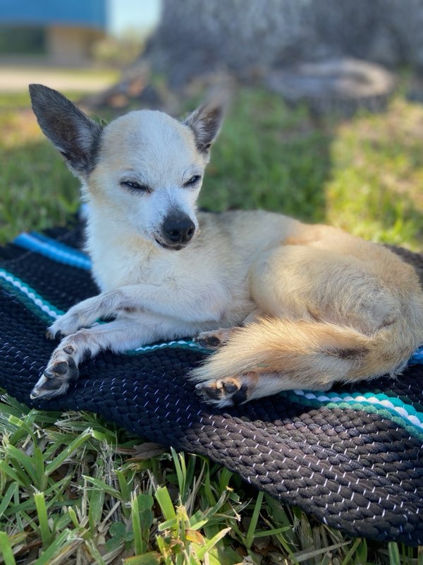 Fabio Luigi Pet Angel Memorial Center
