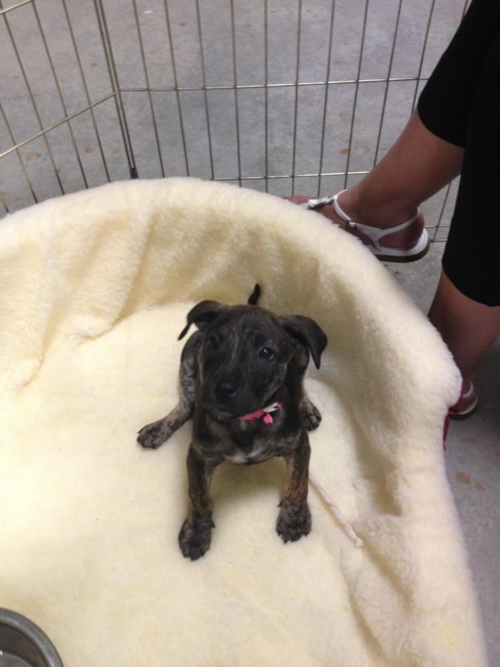 Molly Dee Pet Angel Memorial Center