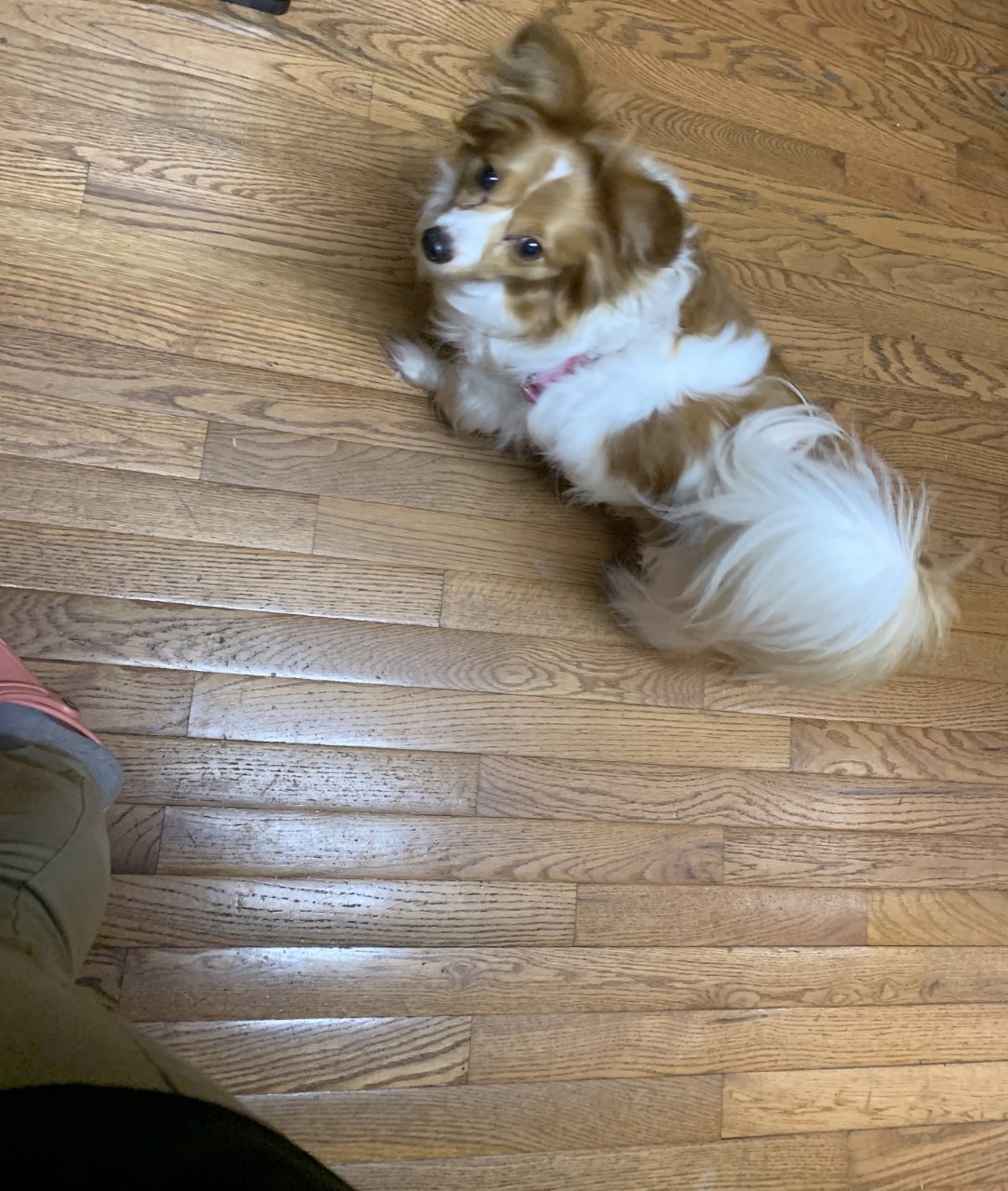 Anna Pet Angel Memorial Center