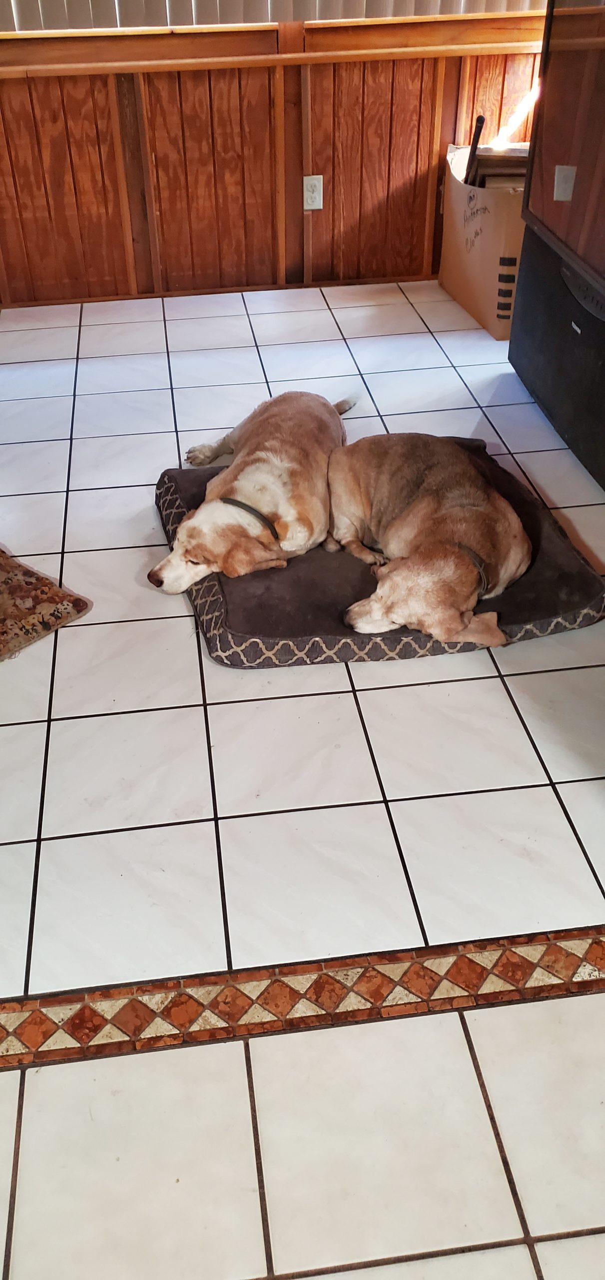 Rex Pet Angel Memorial Center