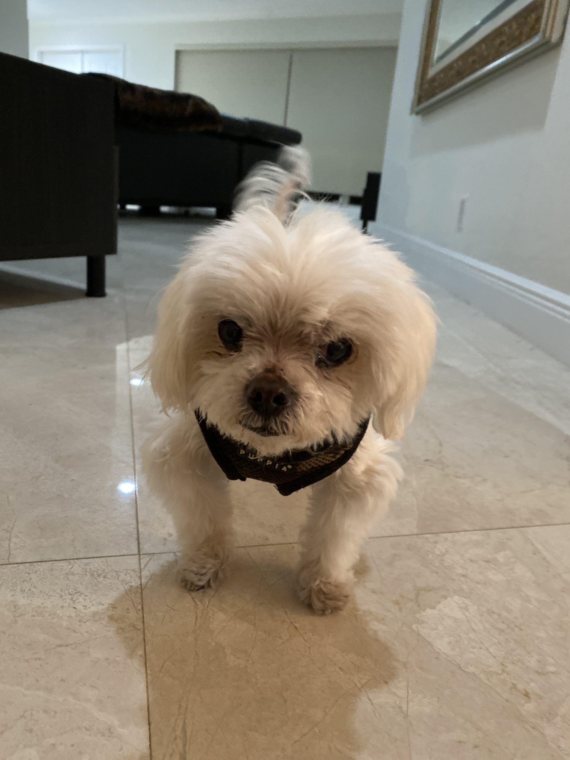 Alexander THE GREAT Pet Angel Memorial Center