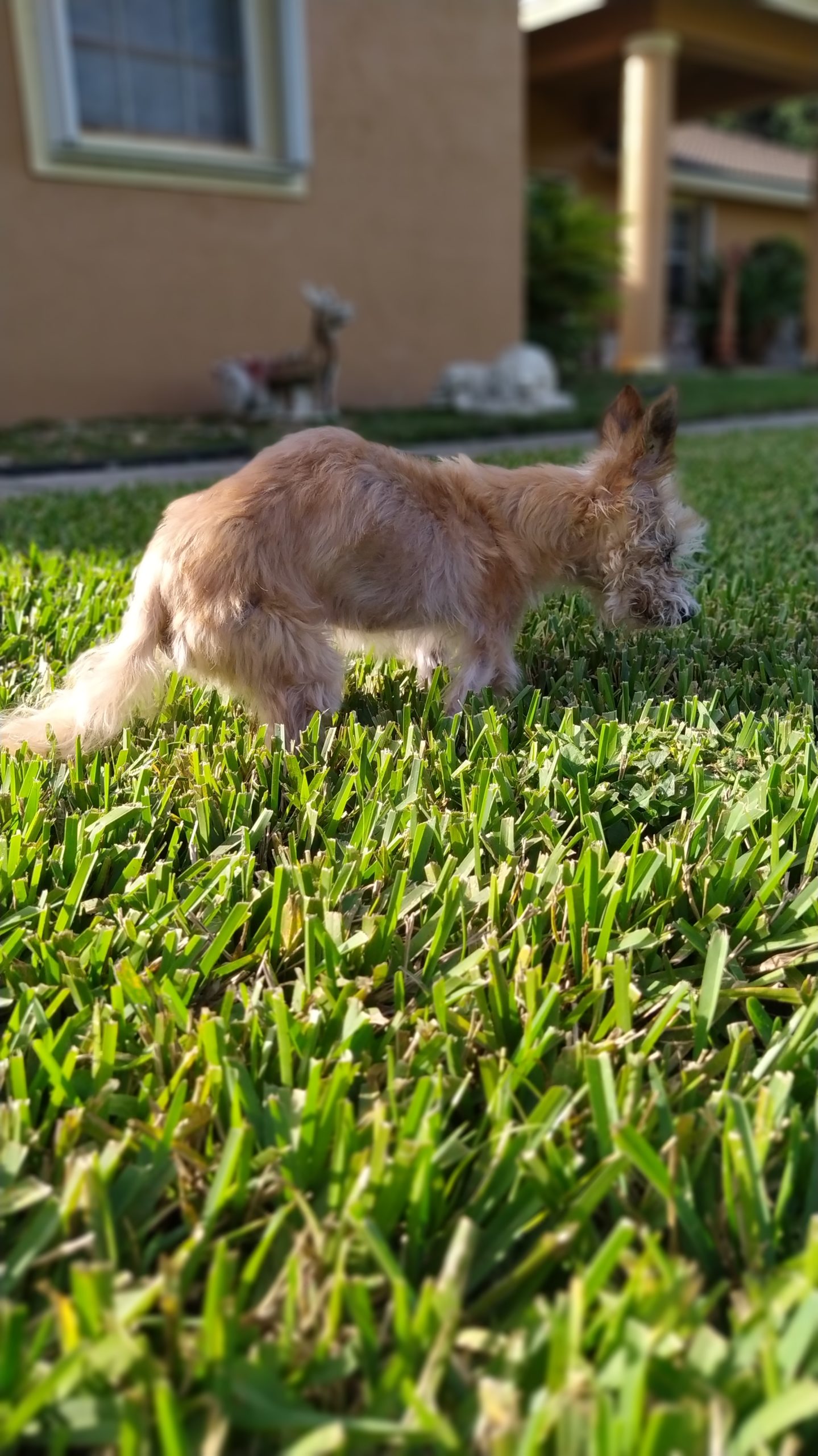 Oddie Pet Angel Memorial Center