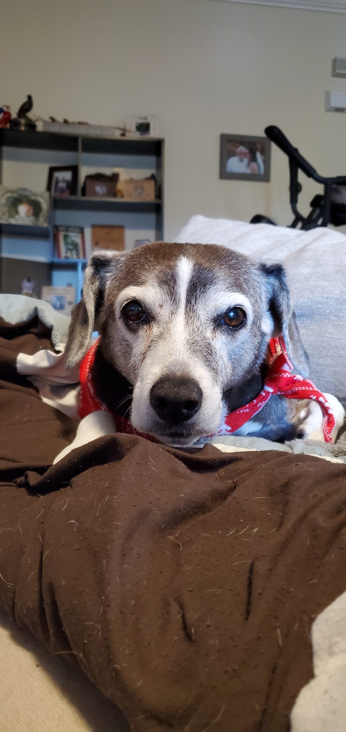 Clover Pet Angel Memorial Center