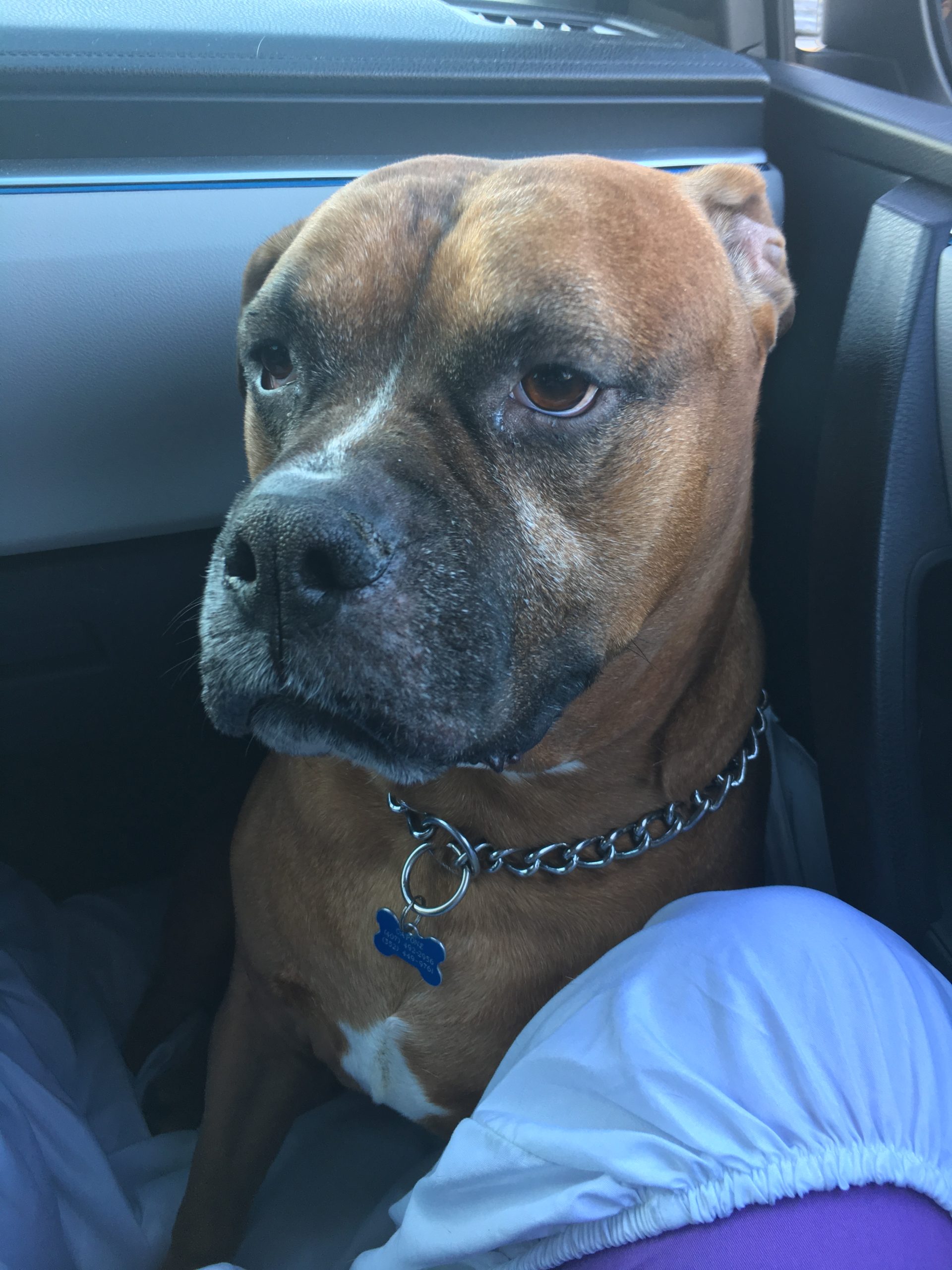 Capone Pet Angel Memorial Center