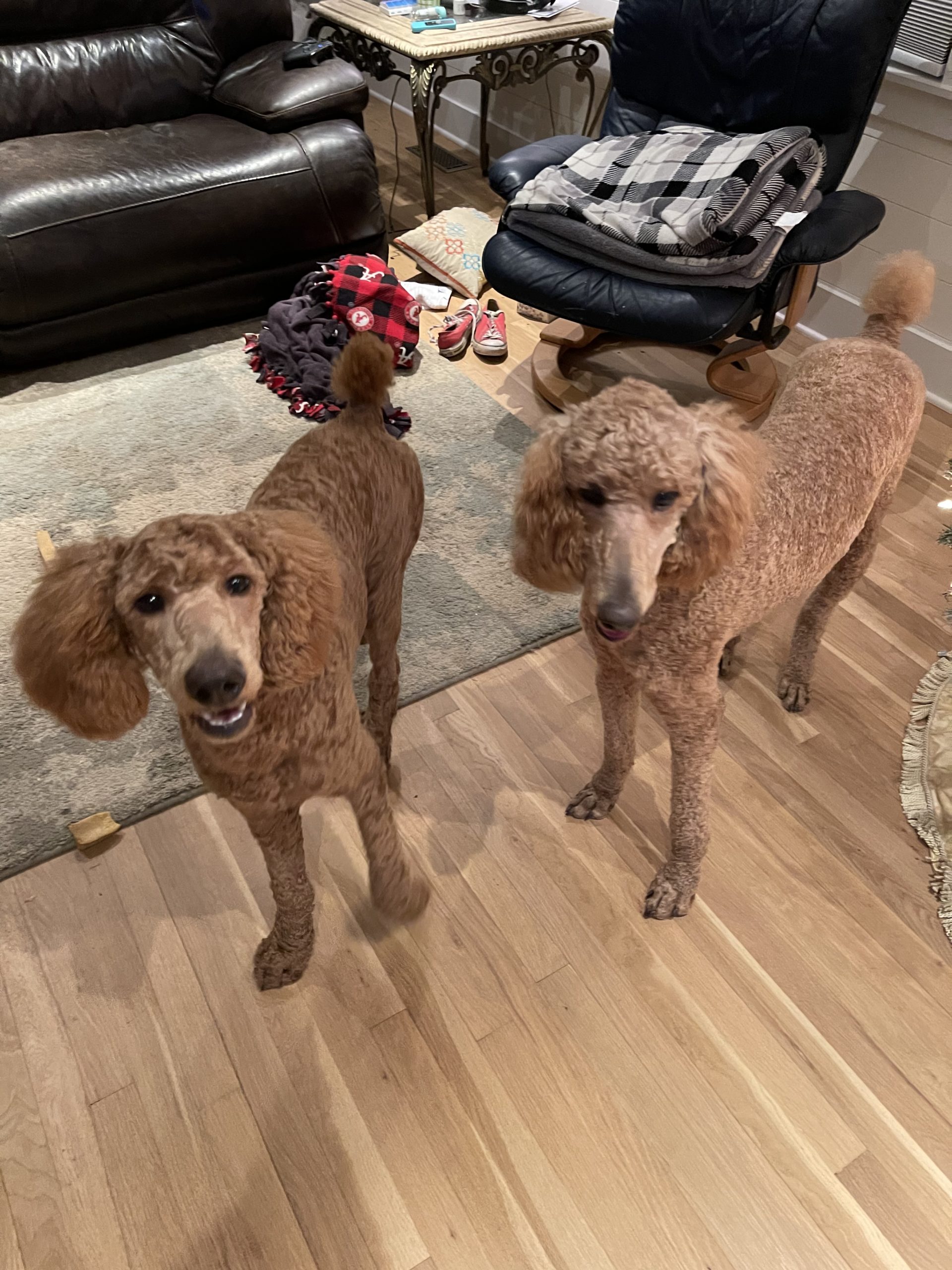 Penny and Parker Pet Angel Memorial Center