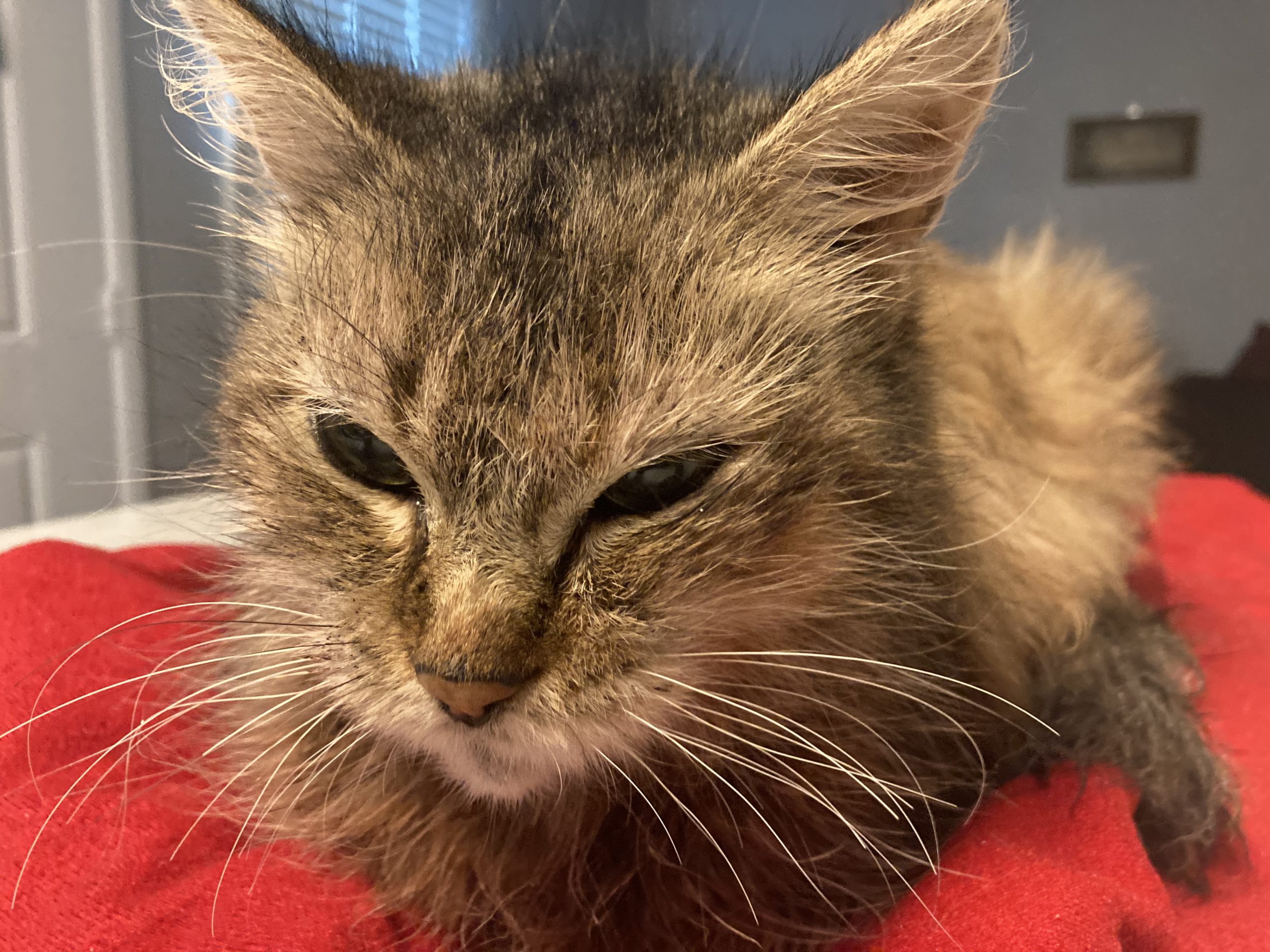 Monsey Pet Angel Memorial Center