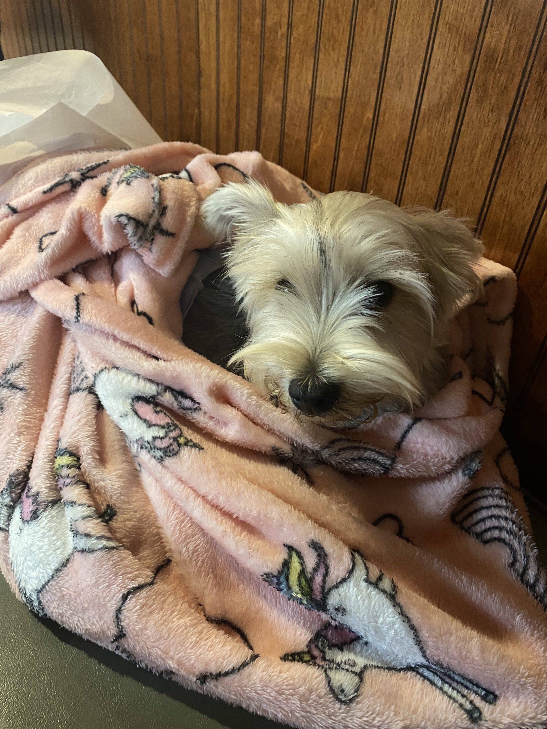 Abby Lou Pet Angel Memorial Center