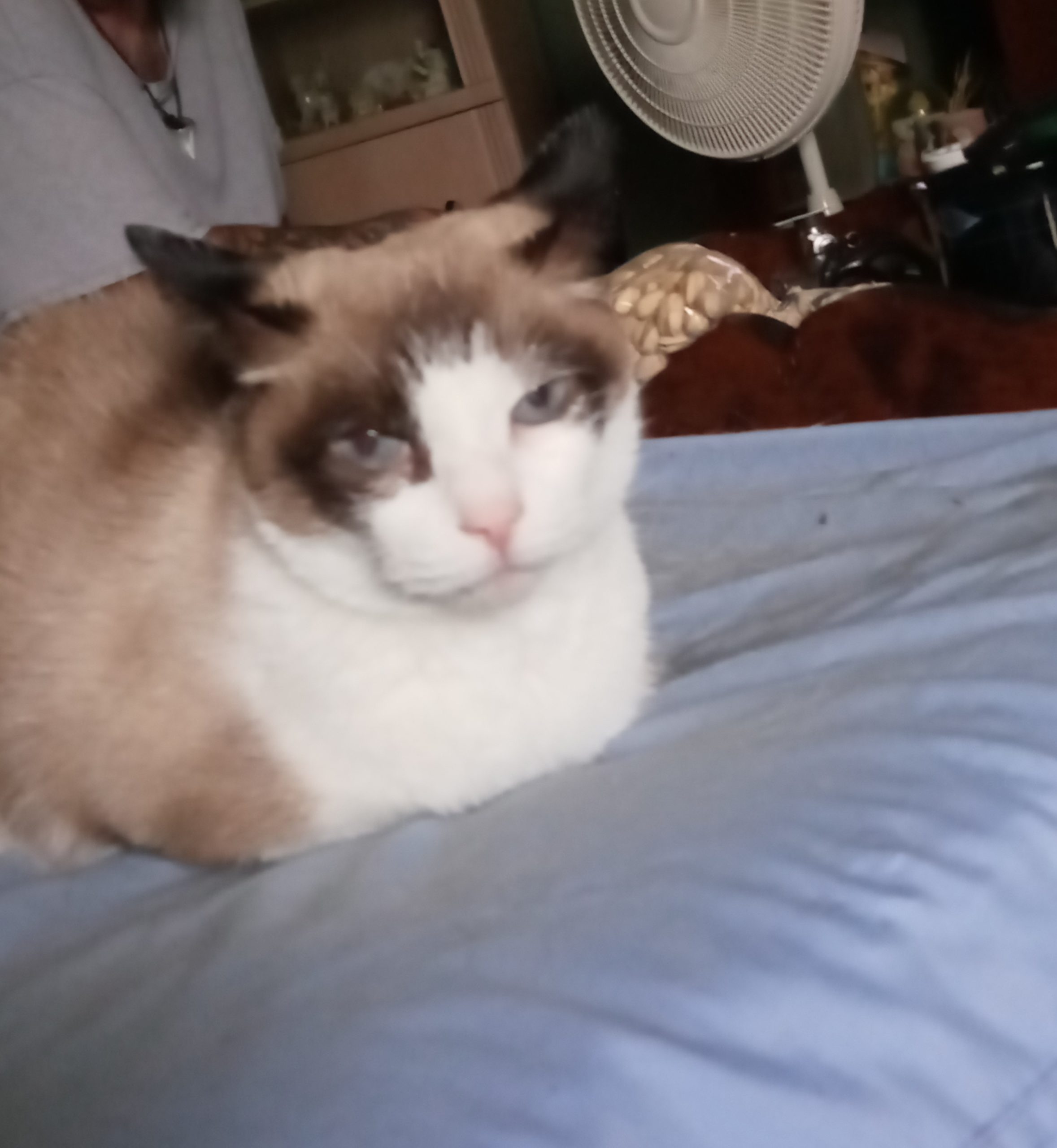 Daphne Pet Angel Memorial Center