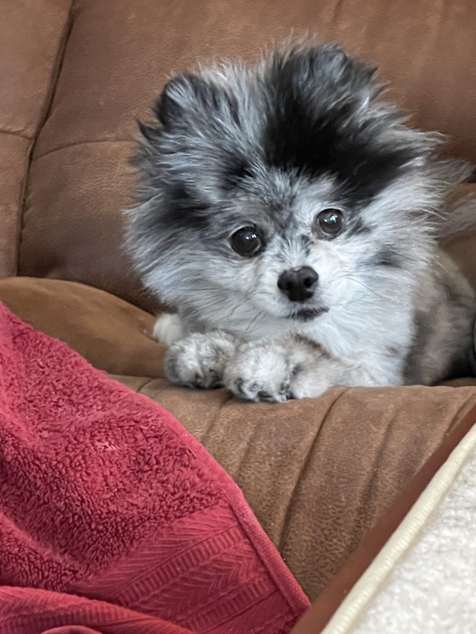 Bella pet angel memorial center