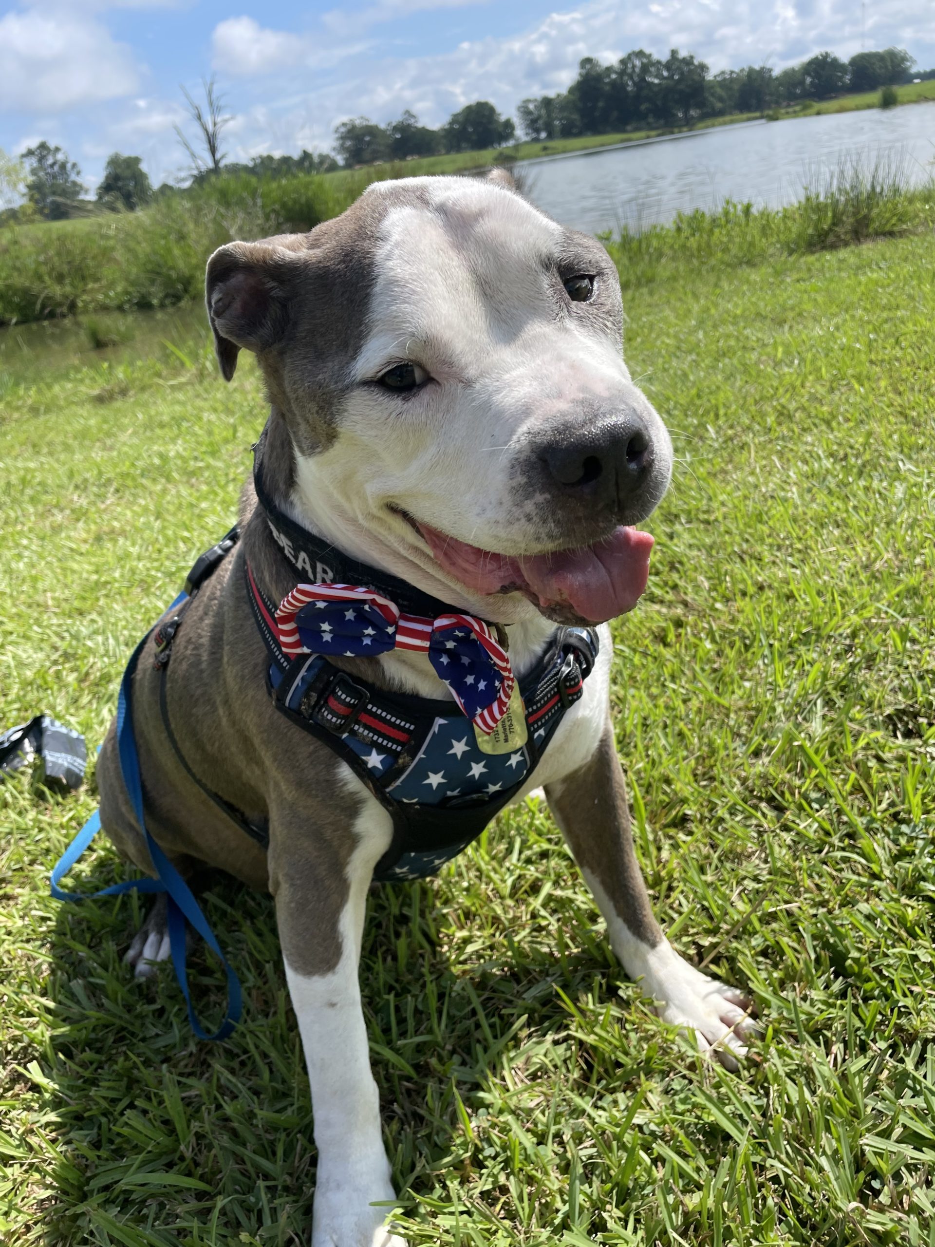 Bo Bear Pet Angel Memorial Center