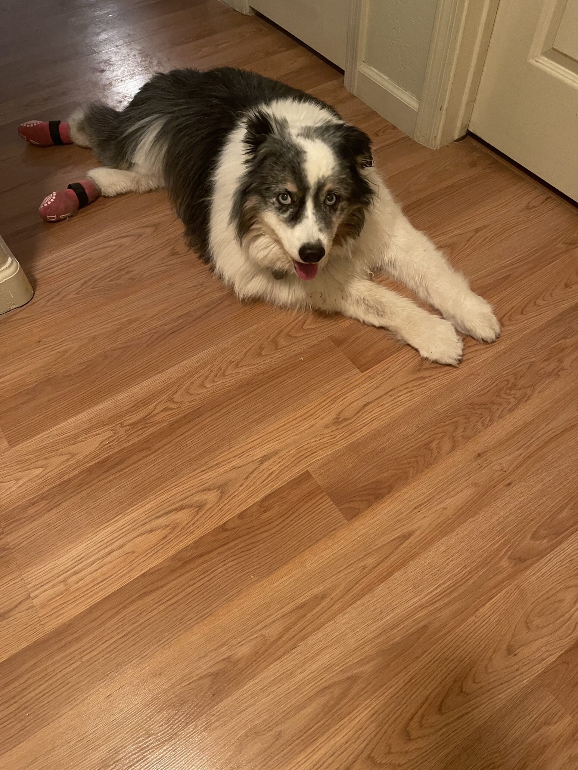 Zelda Pet Angel Memorial Center