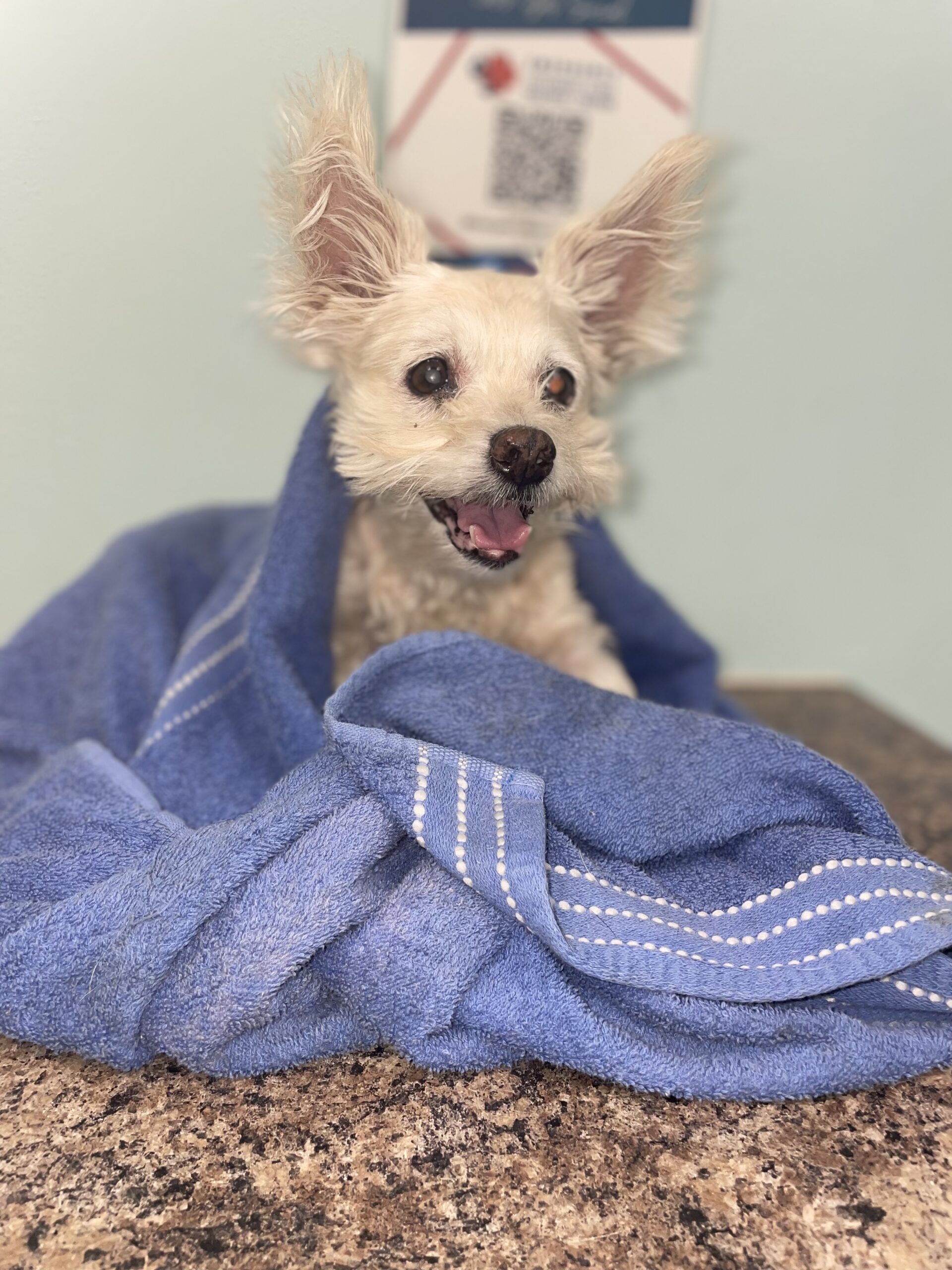 Star Michelle Pet Angel Memorial Center