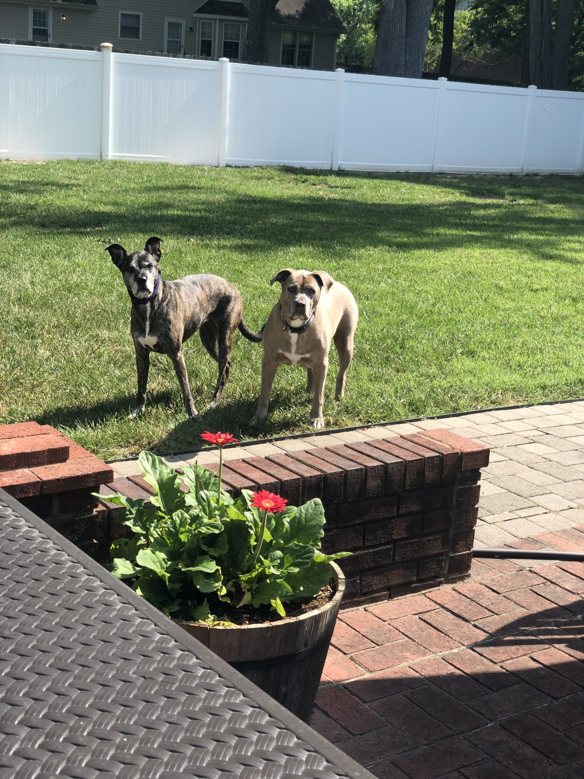 Ultra Pet Angel Memorial Center